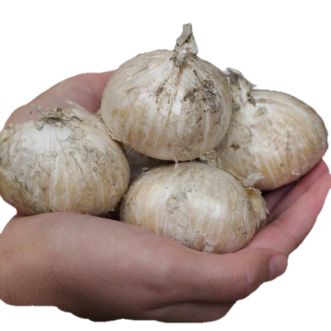 موسیر لوکس همدان (1کیلو)